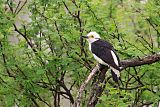 White Woodpecker